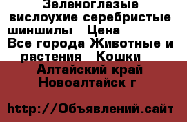 Зеленоглазые вислоухие серебристые шиншилы › Цена ­ 20 000 - Все города Животные и растения » Кошки   . Алтайский край,Новоалтайск г.